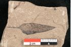 Foto (Detailansicht) von Cassia petiolata Unger (NHMW-GEO-2024-0188-11441)